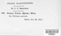 Ustilago tritici image